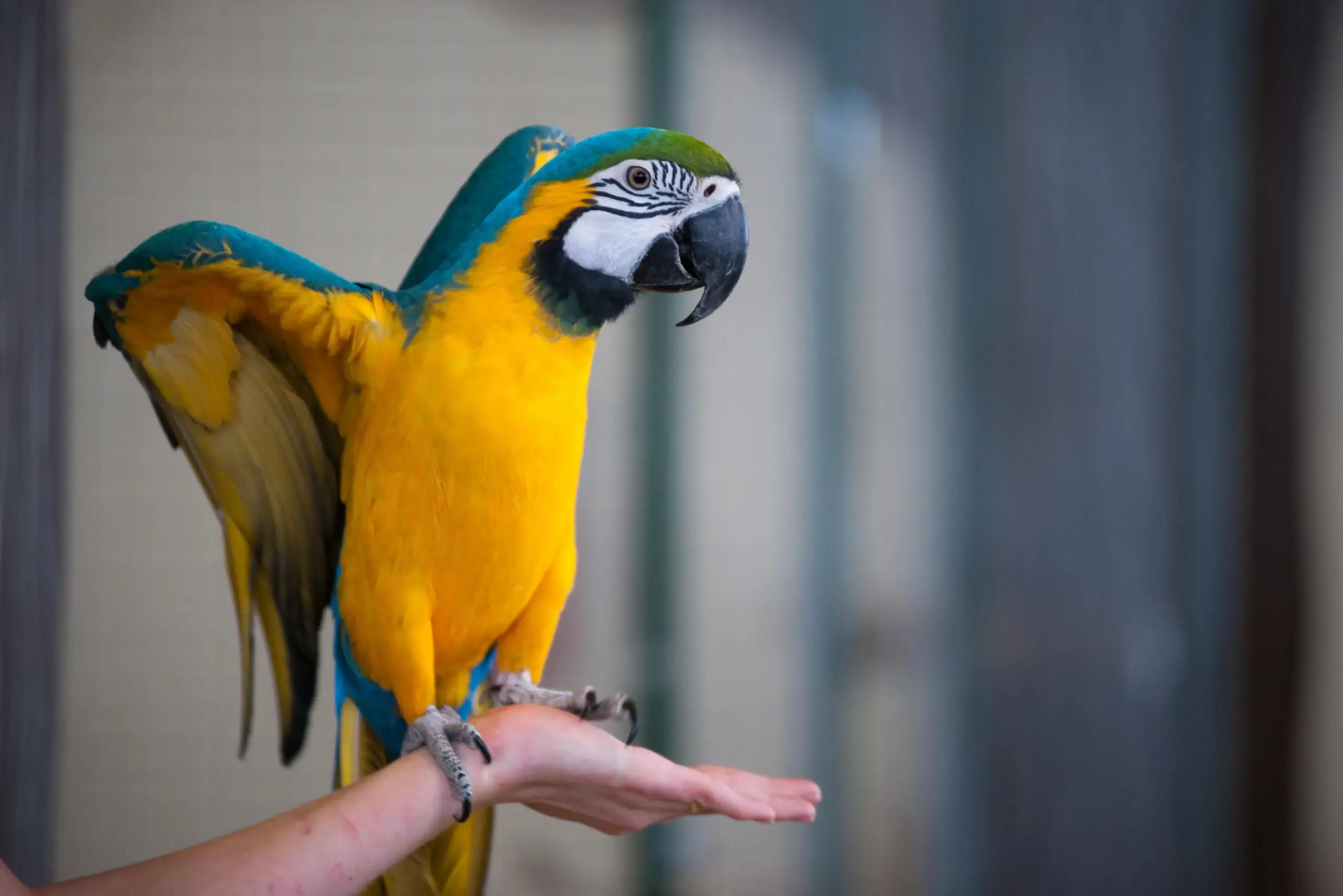 Yellow & blue parrot perched on the hand of someone off-camera.