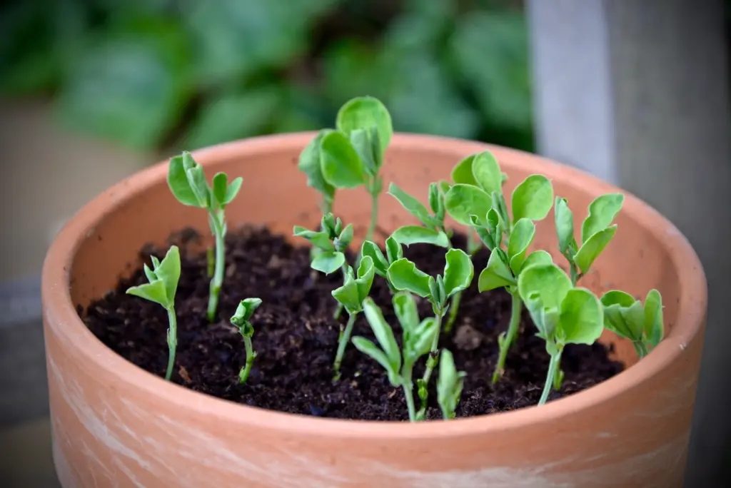 Young pea seedlings growing in a terracotta pot.